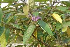 Callicarpa macrophylla
